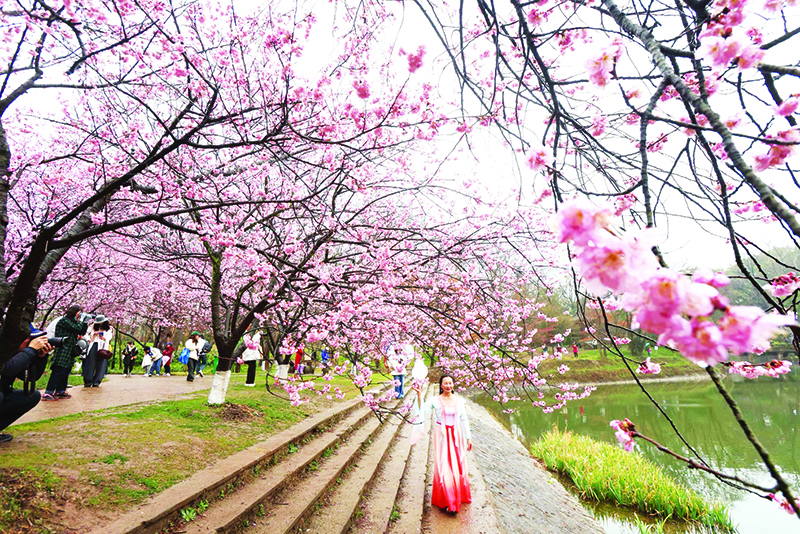 受暖冬影响 南京樱花比去年提前10天开放