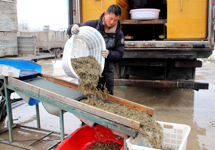 分拣青虾。高晓平摄