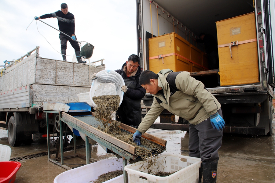 分拣青虾。高晓平摄