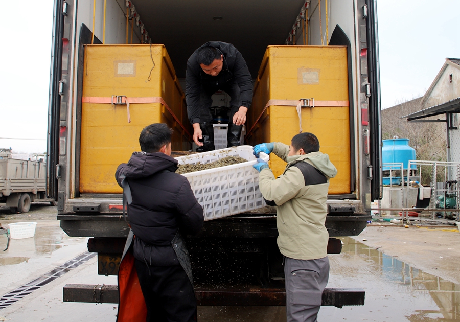 青虾装车。高晓平摄