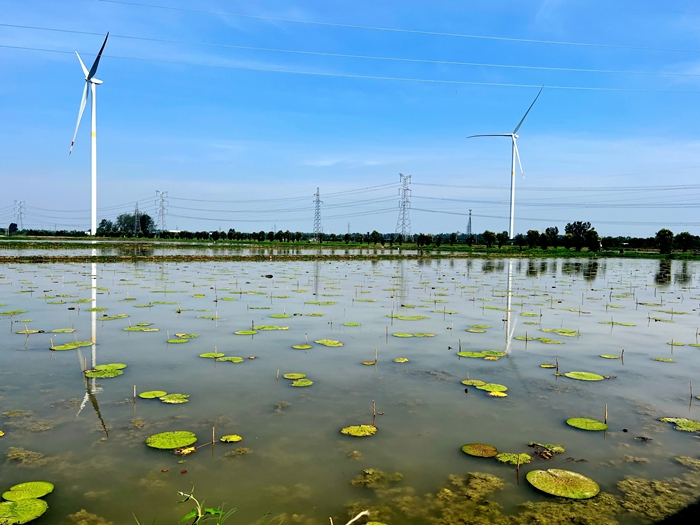 芡实苗。潘健摄