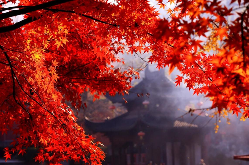 秋天的栖霞山。南京市栖霞山风景名胜区管理处供图