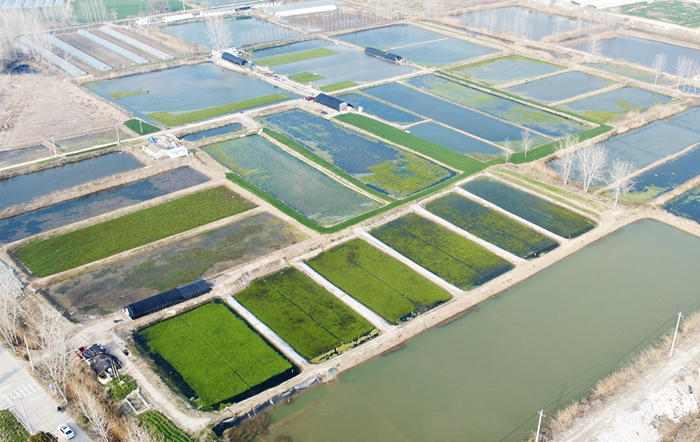 黄码镇的水芹菜进入采摘期。清江浦区委宣传部供图