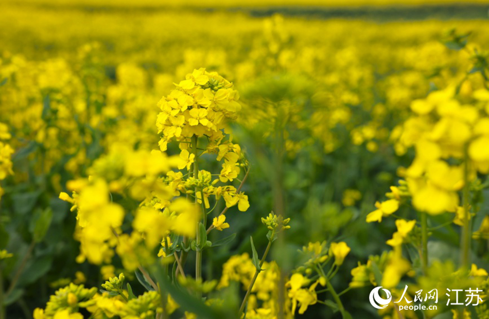 高邮湖千亩油菜花竞相绽放 。