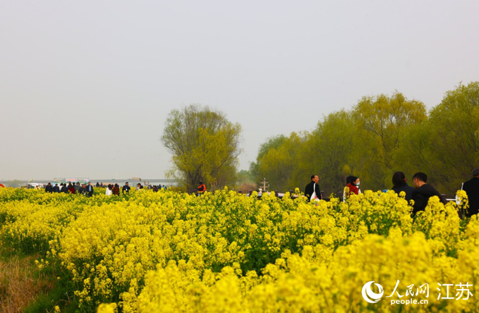 游客漫步高邮“湖上花海”。