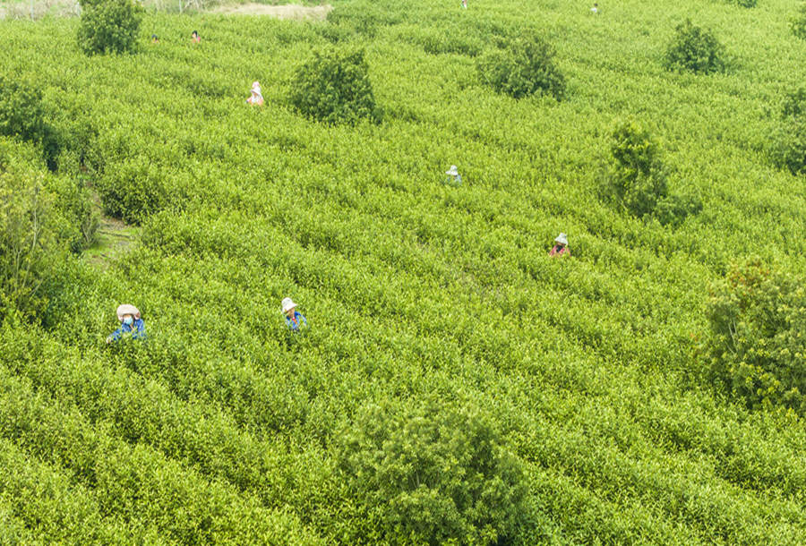茶农们在茶田间采茶。金飞摄