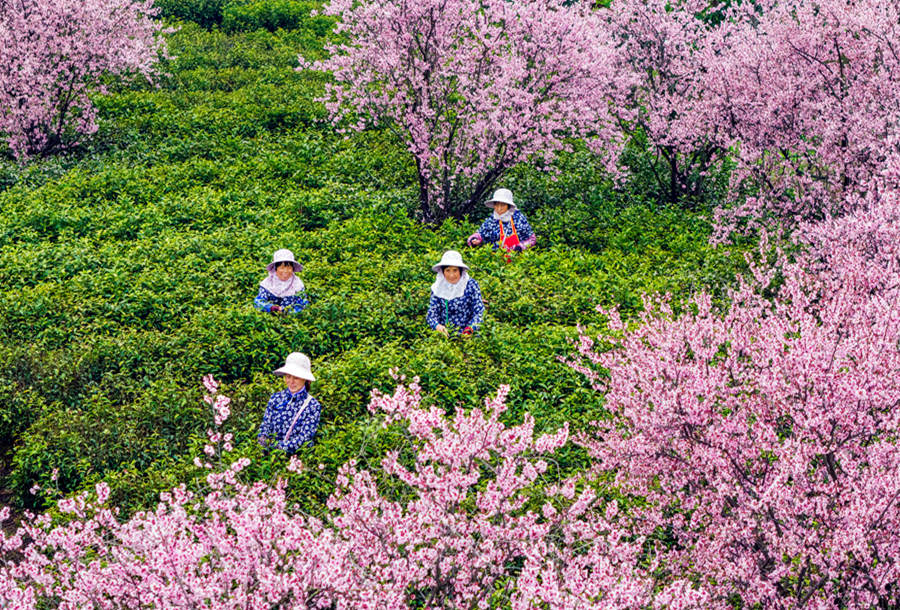 茶农们在茶田间采茶。朱红生摄