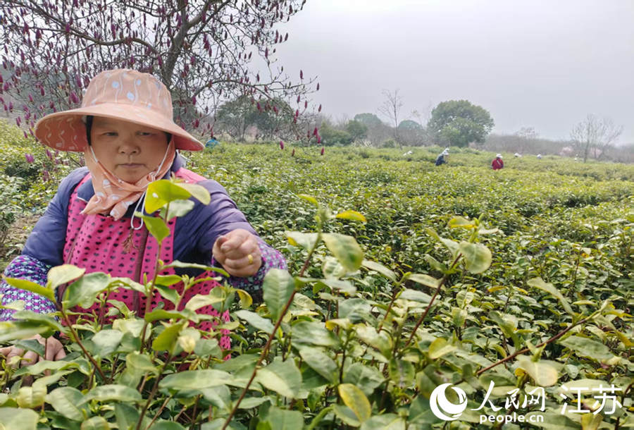 茶农采摘鲜嫩茶芽。人民网记者 王丹丹摄
