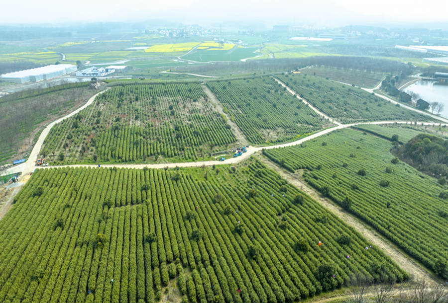溧水区晶桥镇芝山村茶园航拍。张福敏摄