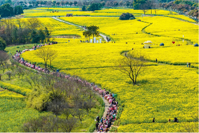 “金花旅游”已成为高淳的一张城市名片。高淳区委宣传部供图