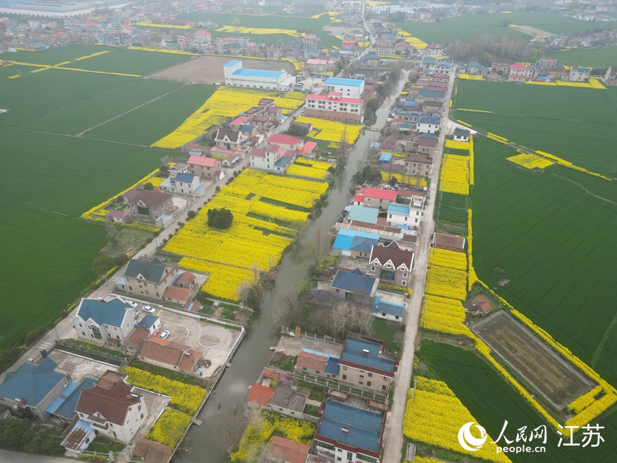 航拍复成村油菜花海。人民网记者 王继亮摄