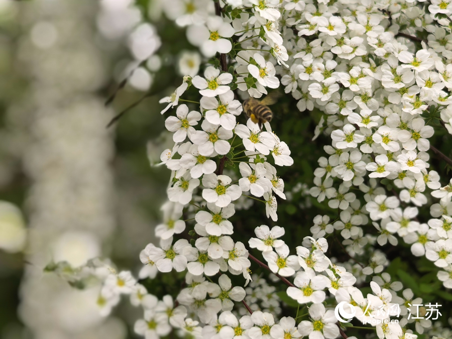 洲际梦幻岛上雪柳开得正盛。人民网记者 王继亮摄