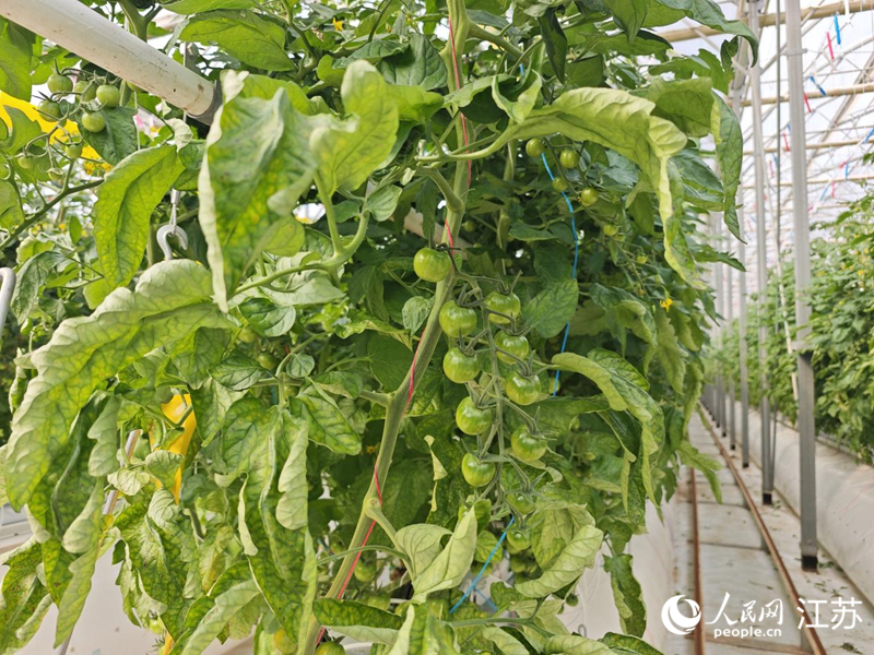 智能溫室裡，”霍爾果柿“長勢良好。人民網記者 常雨薇攝