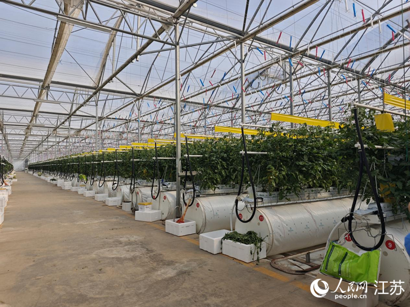 霍爾果斯現代農業產業園的智能溫室。人民網記者 常雨薇攝