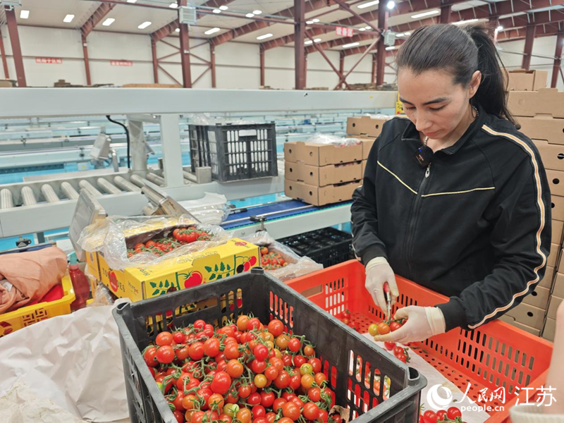 阿米娜將採摘下來的番茄進行分揀裝箱。人民網記者 常雨薇攝