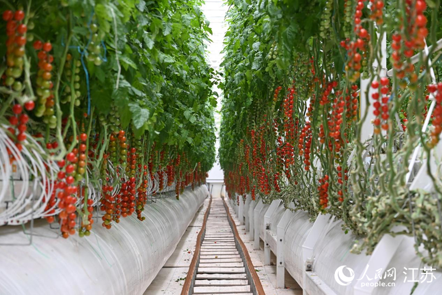 邳州金水杉农业科技有限公司的番茄栽培架。 人民网记者 鞠峰摄