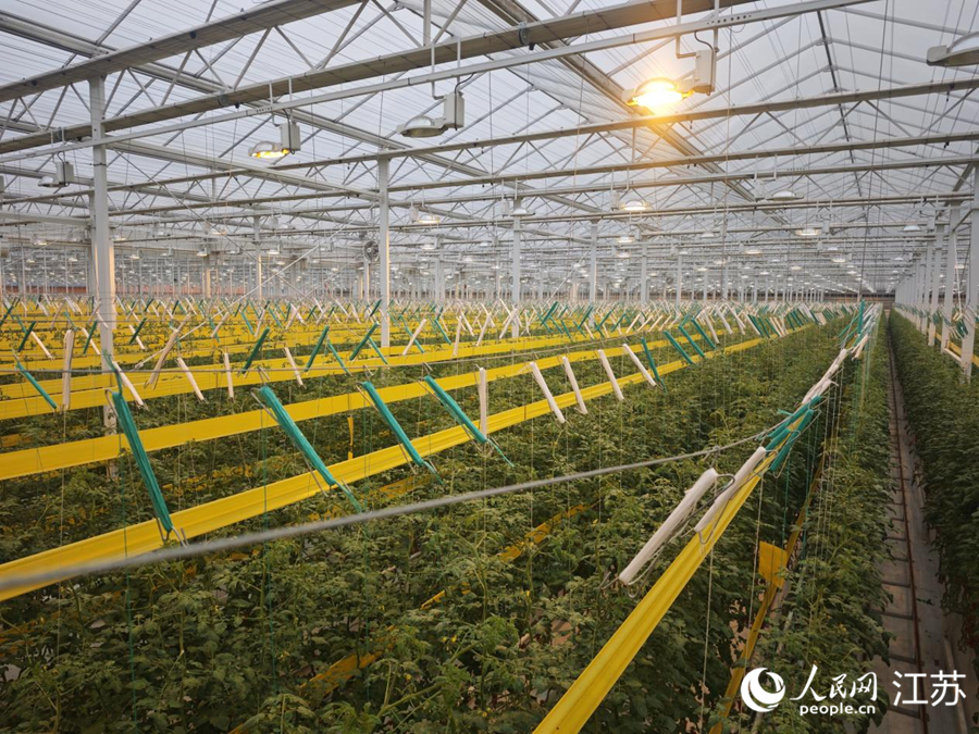 智能大棚能分析天气信息，对番茄进行补光。 人民网记者 鞠峰摄