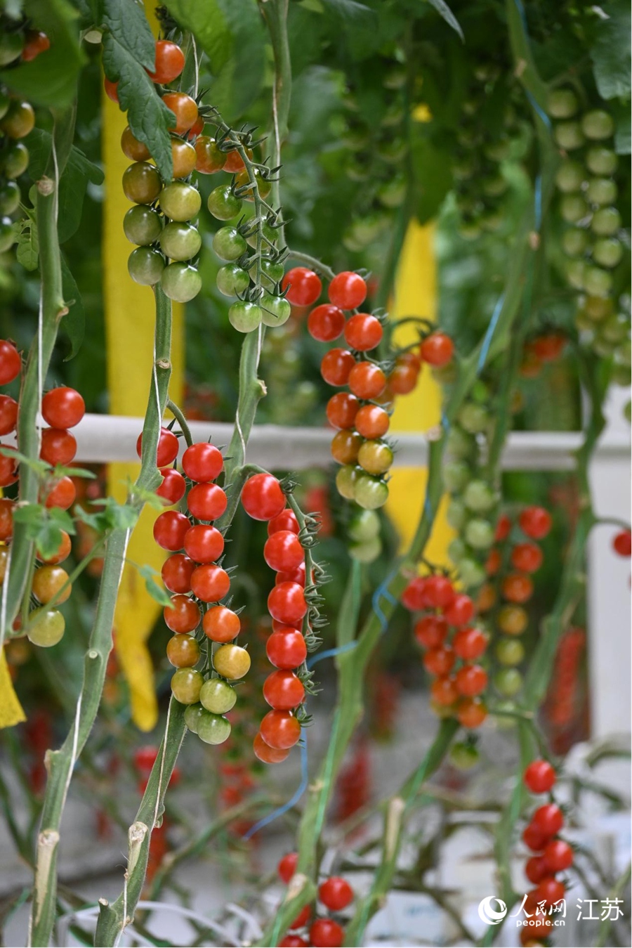 串番茄长势喜人。 人民网记者 鞠峰摄