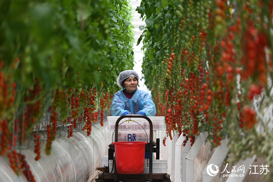 智慧农业带动当地村民就业。 人民网记者 鞠峰摄