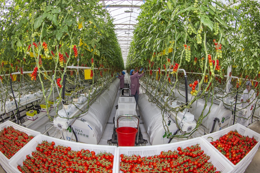 工人们正在采收番茄。 魏云摄