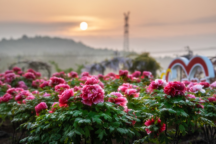 溧水牡丹园迎来最佳观赏期。金飞摄