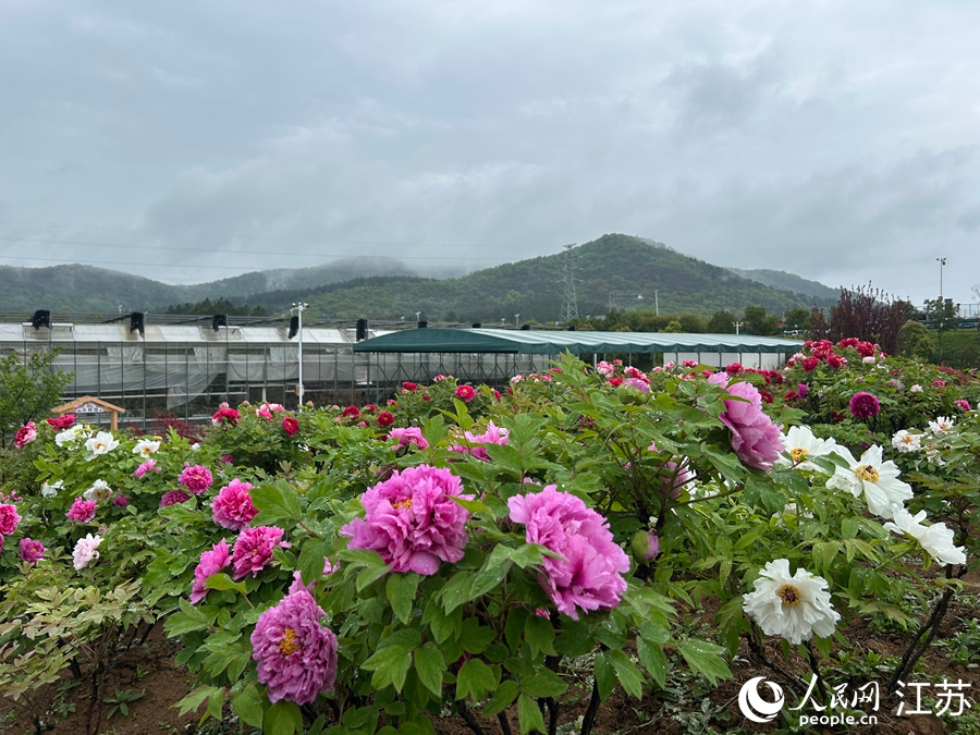 溧水牡丹园迎来最佳观赏期。人民网记者 王丹丹摄