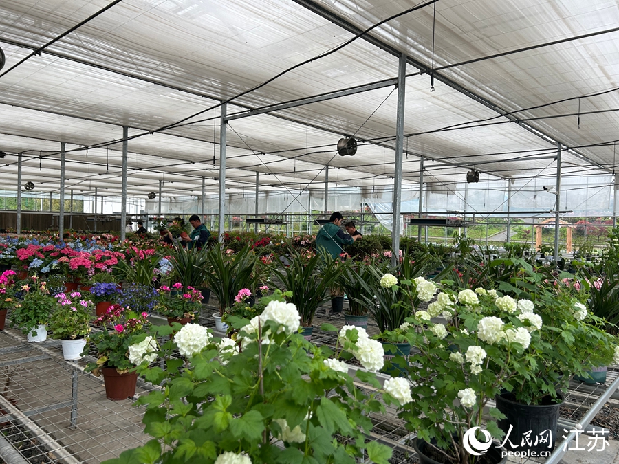 花棚内培育的部分牡丹品种。人民网记者 王丹丹摄