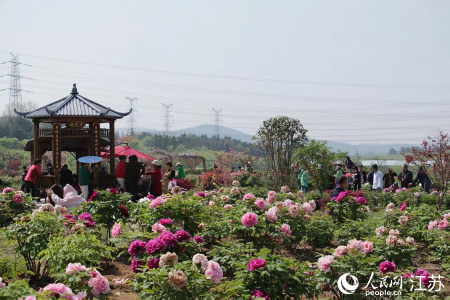 市民游客欣赏盛开的牡丹。人民网记者 王丹丹摄