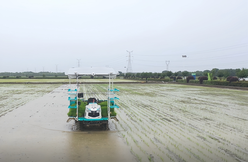 无人驾驶插秧机在田间作业。农行苏州分行供图