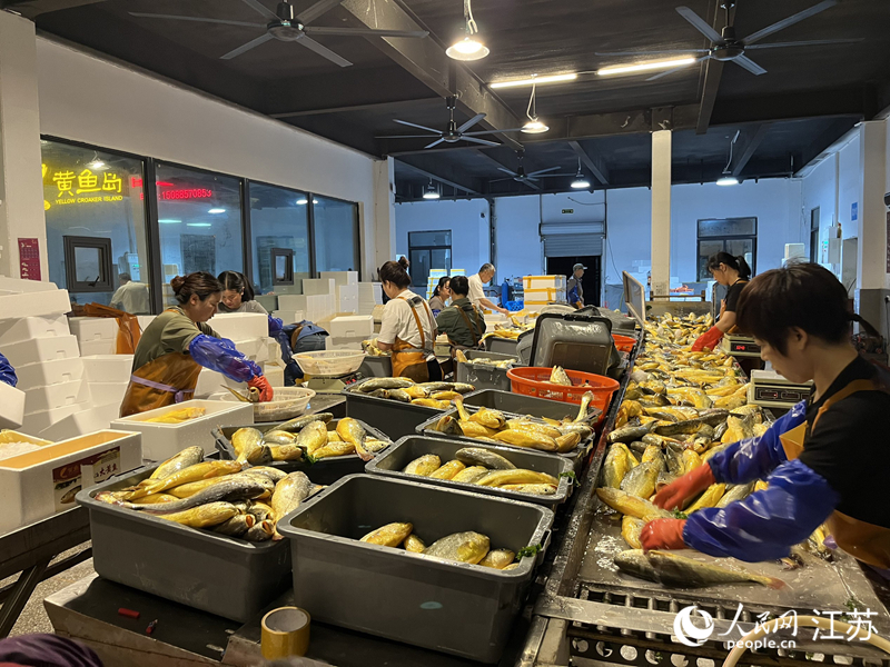 刚捕捞出的大黄鱼。人民网 李静晔摄
