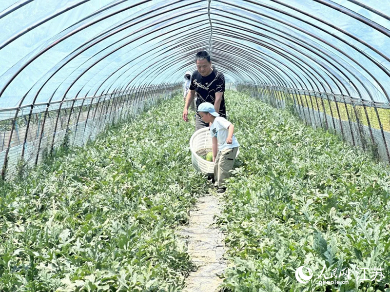 游客在瓜棚进行采摘。人民网 杜沁萌摄