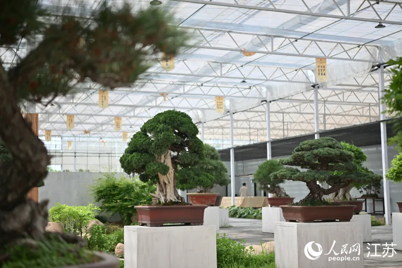 第四届中国盆景贸易发展大会展出的盆景。 人民网记者 鞠峰摄