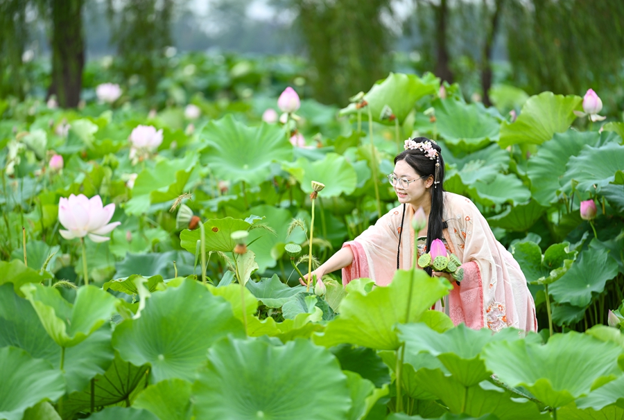 游客走进荷花荡，共赏莲韵风光。何学宇摄