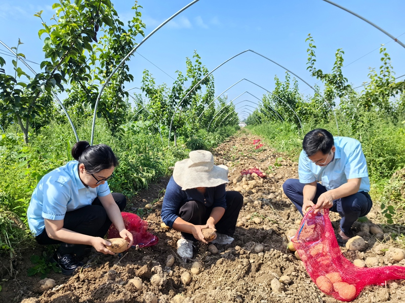 “阳光配送平台”项目组成员奔赴田间地头,帮助农户抢收农产品。江苏邮政供图