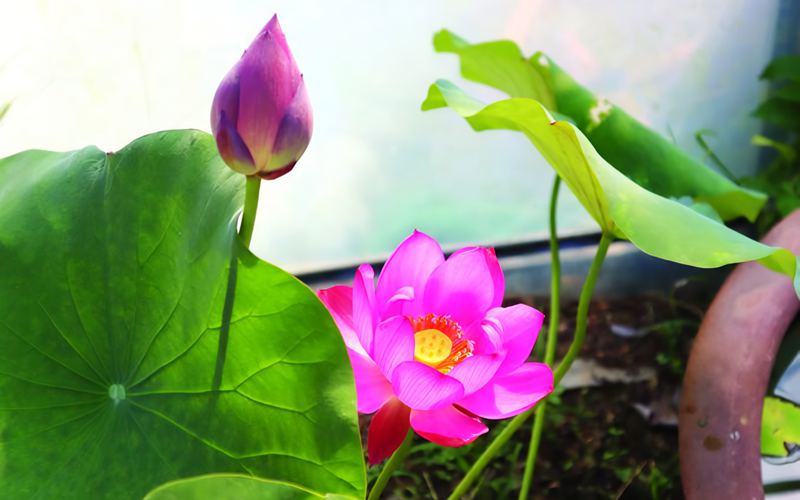 千岁古莲苏州“苏醒” 花期约4天