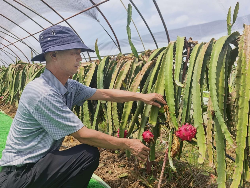 果农采摘火龙果。溧水区委宣传部供图