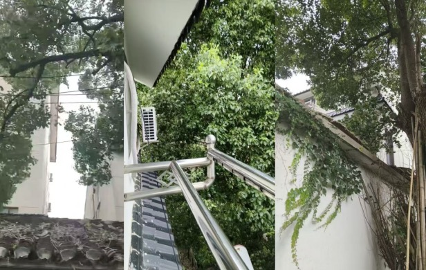 楼栋外侧乔木已压住高压线路。受访者供图