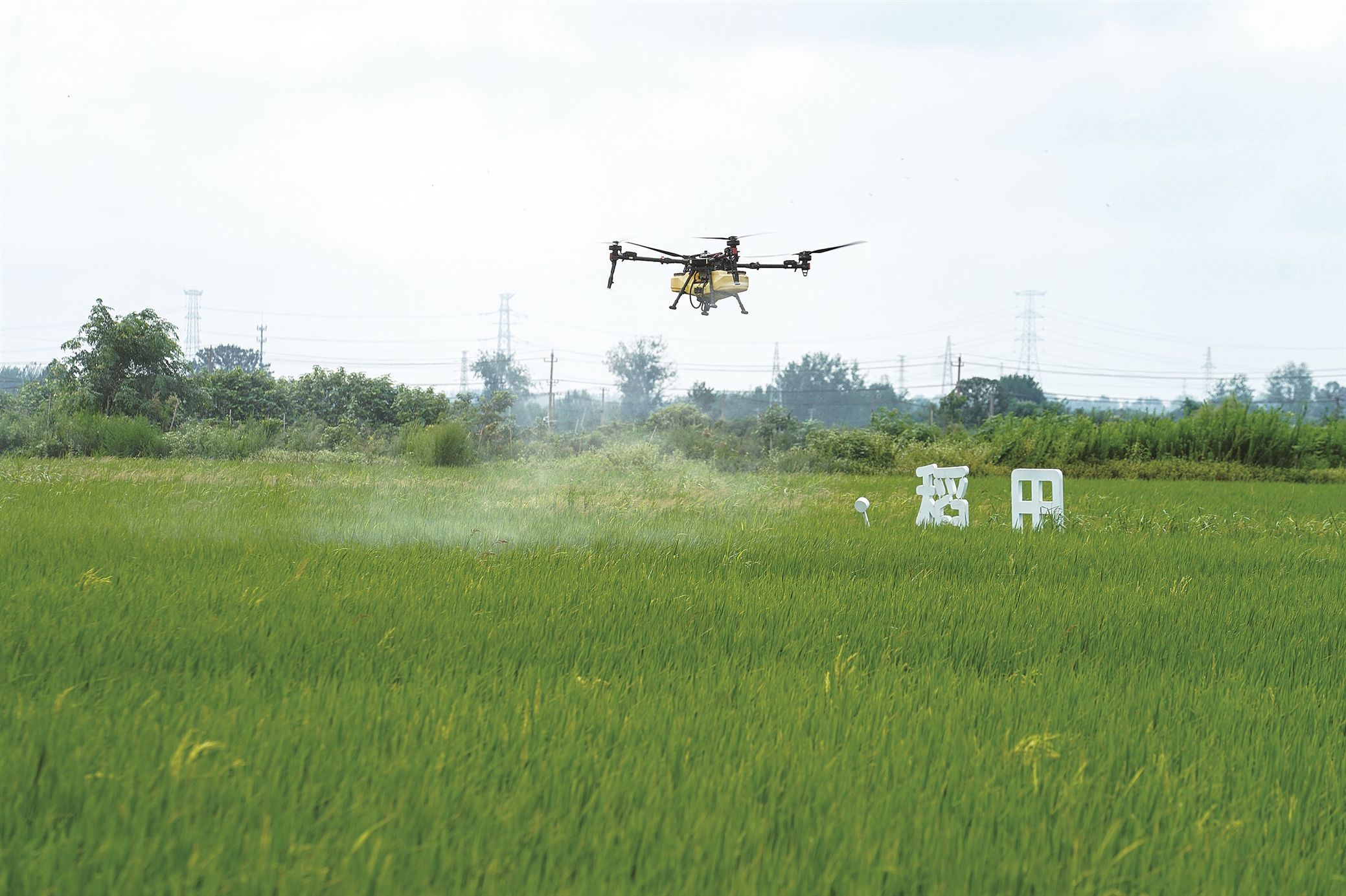 8月15日，盱眙县黄花塘镇一稻虾共养基地内，工作人员操控植保无人机，在连片稻田上空喷施农药。