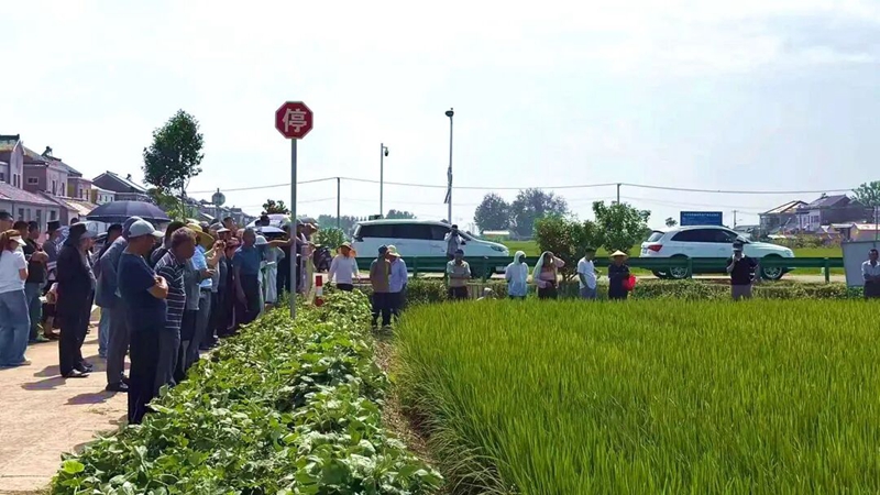 六合水稻中期田管现场观摩暨技术培训活动现场。六合区委宣传部供图
