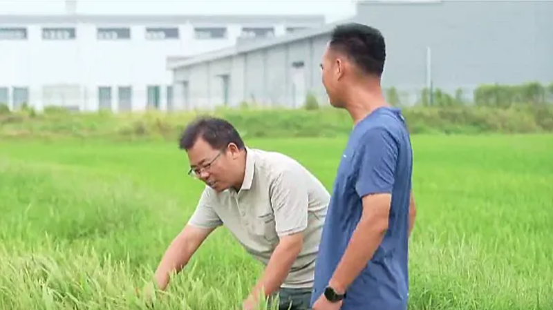 龙卫华（左）查看水稻长势。六合区委宣传部供图