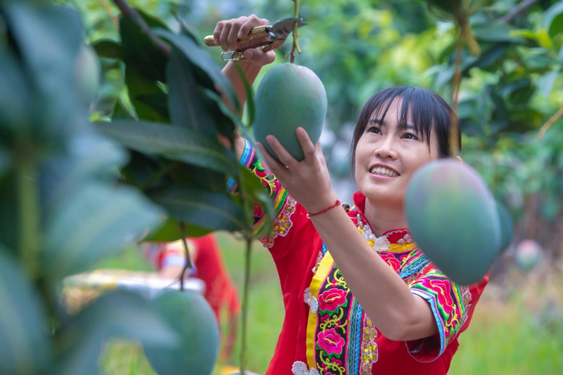 攀枝花果农在采收芒果。王东摄