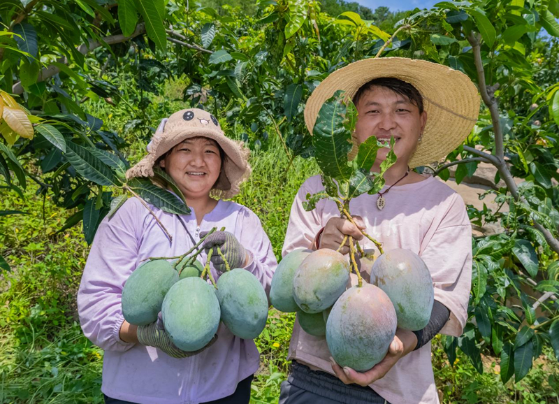 攀枝花果农采收下来的芒果。徐金霞摄