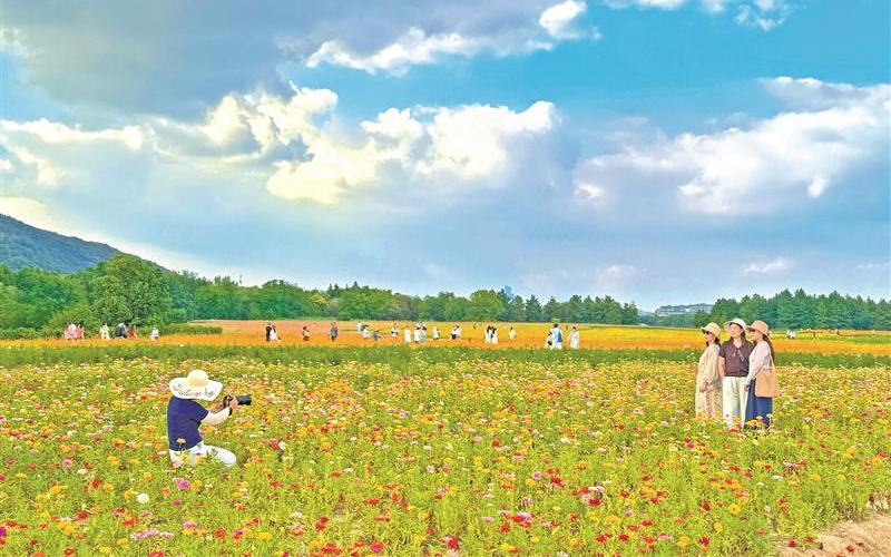 江苏无锡：花海引客来