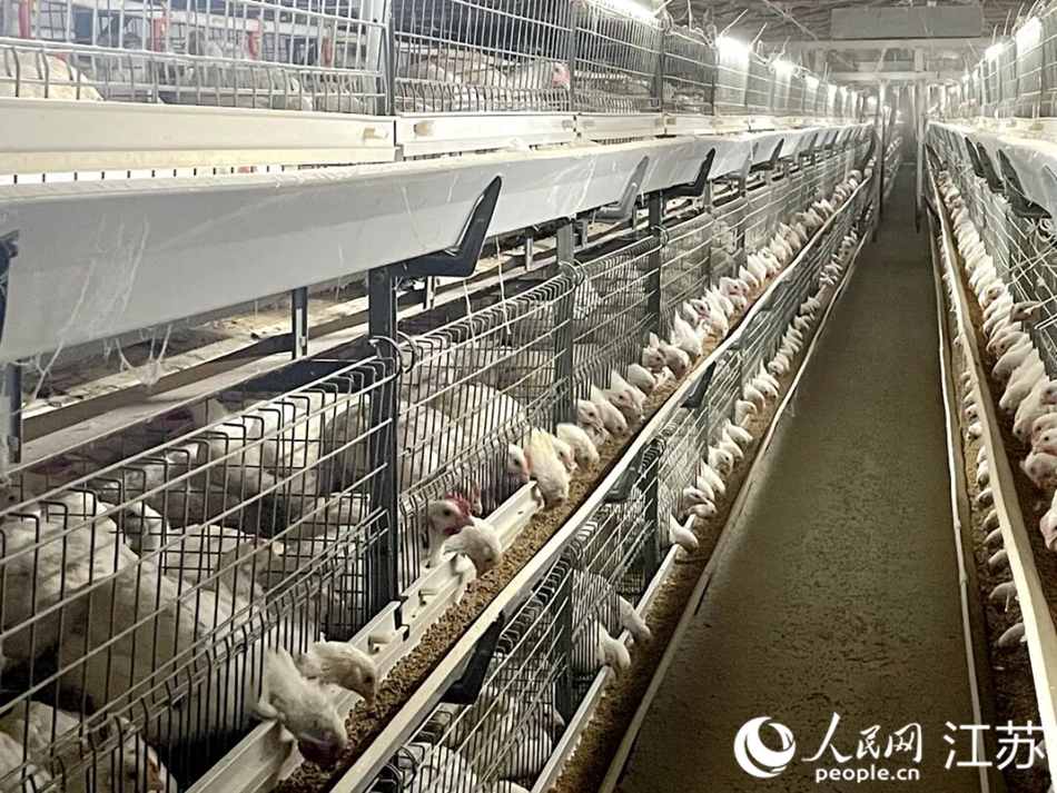 监控显示，肉仔鸡正在进食。 人民网记者鞠峰摄