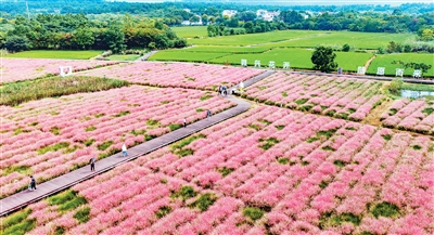 金秋时节，南京市溧水区洪蓝街道郭兴庄园的百亩粉黛乱子草进入观赏期，成片粉色花海吸引众多游客前来休闲观光。    朱红生摄（人民视觉）