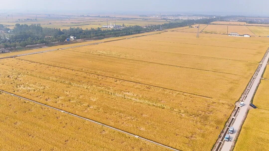 航拍黄淮地区粮食生产技术集成创新高地。睢宁县委宣传部供图