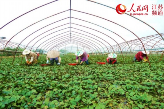 ͼΪ��ʤ�������������ũ��ժ�С���������Ͼ����й�ͼ