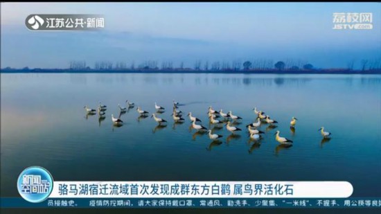 ��������Ǩ�����״η��ֳ�Ⱥ�������� �������ʯ