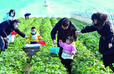 江北新区盘城街道萱萱草莓园内，许多家长带着孩子来此采摘草莓，感受农家乐趣。