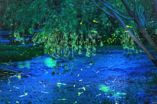 仲夏夜之梦，宿迁萤火虫漫天飞舞灿若繁星（(3195950)-20230711084108